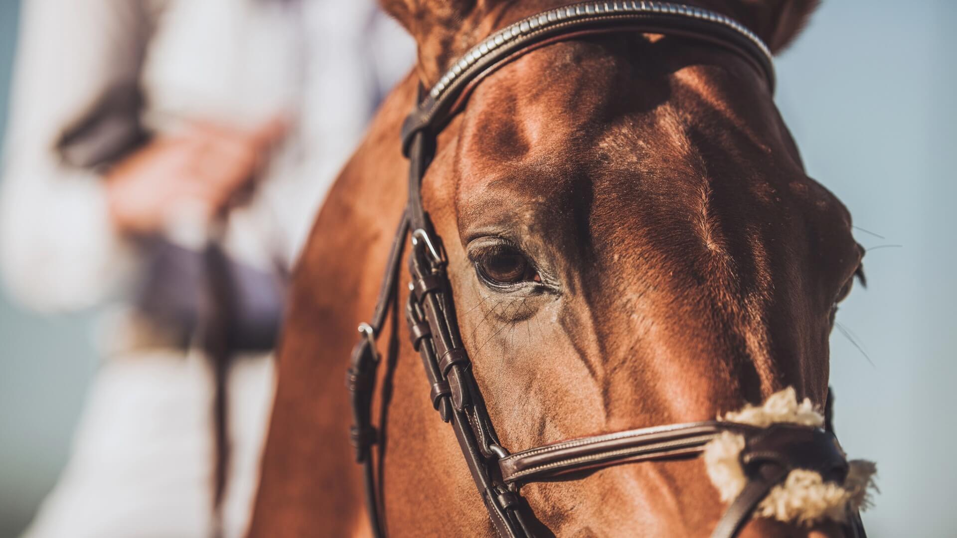 Rancho Guadalupe Club de Equitación y Equinoterapia 7